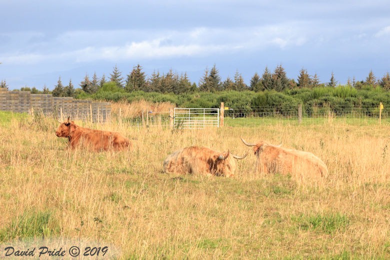 Highland Cattle