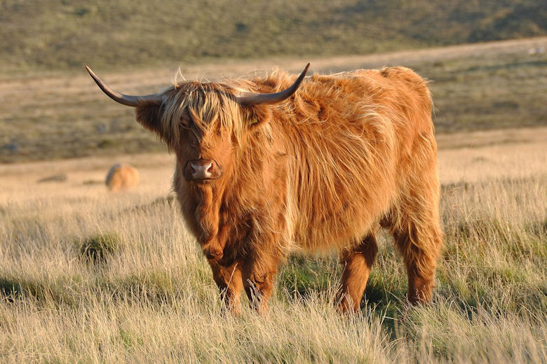 Highland Cattle