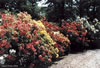 England - Exbury Gardens Azaleas