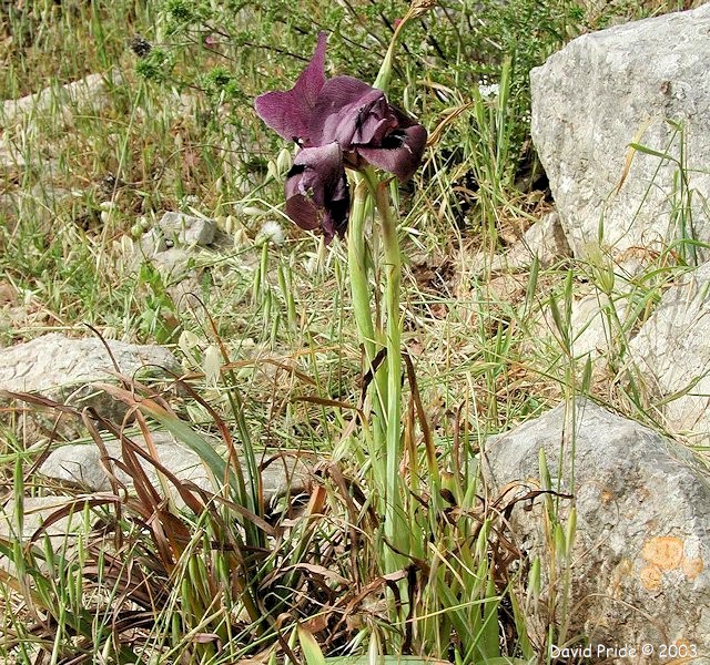 Gilboa Black Iris