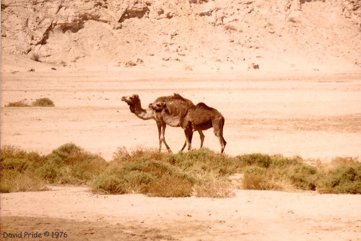 Negev Desert Camels