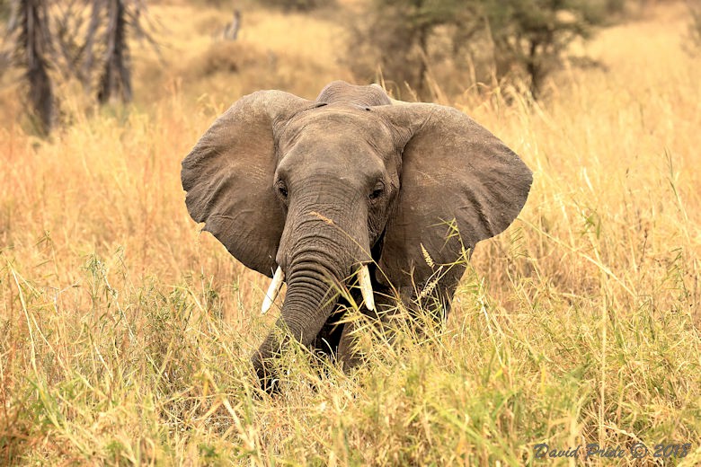 African Elephant