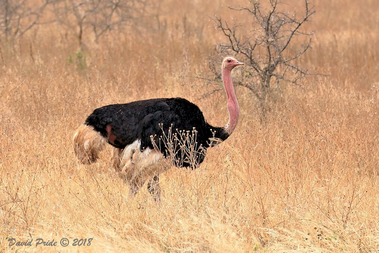 Male Ostrich