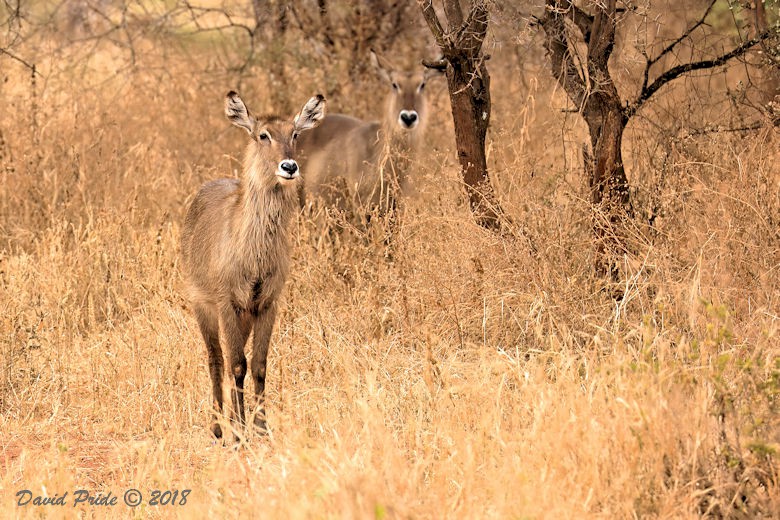 Waterbuck