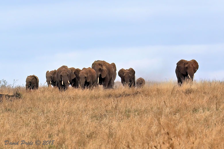 African Elephant