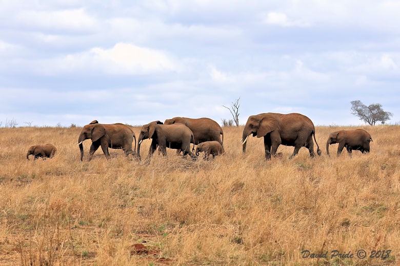 African Elephant