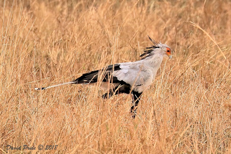 Secretary Bird