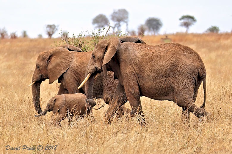 African Elephant