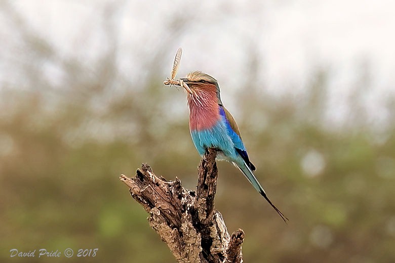 Lilac-breasted Roller