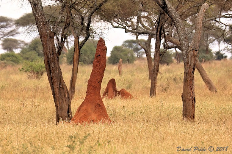 Mound-building Termites