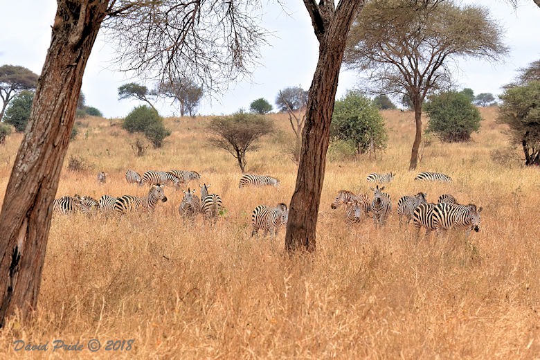 Grant's Zebra