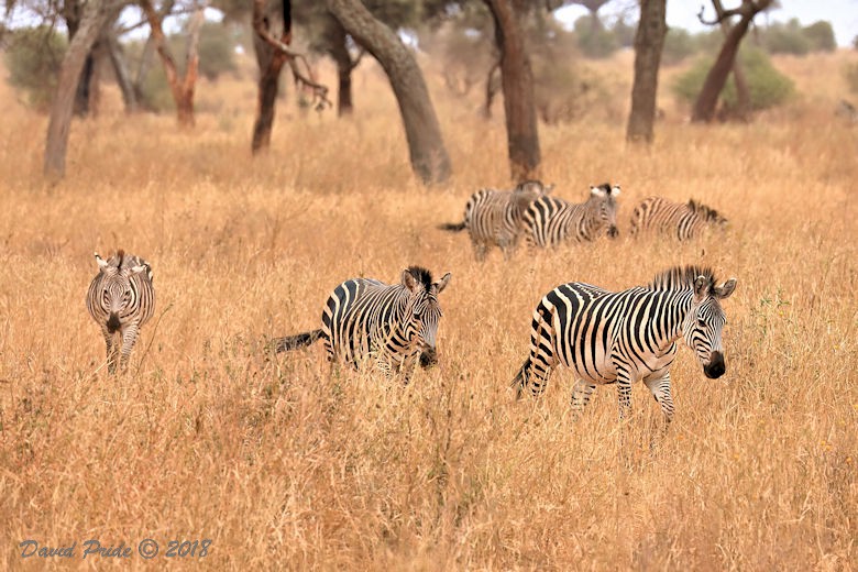 Grant's Zebra