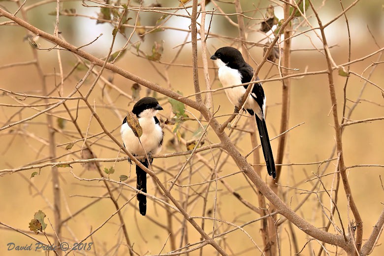 Long-tailed Fiscal