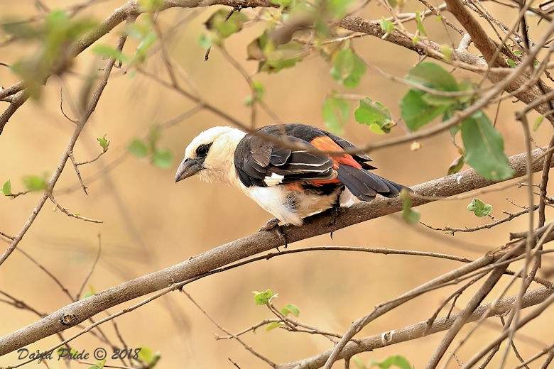 White-headed Buffalo Weaver