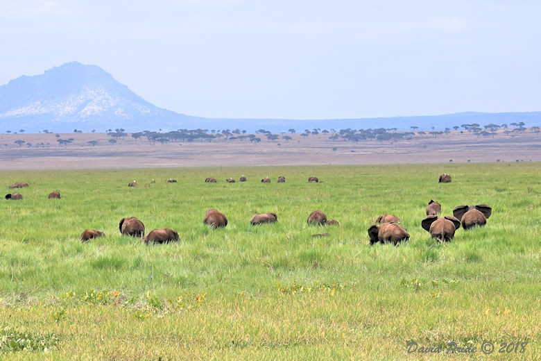 African Elephant