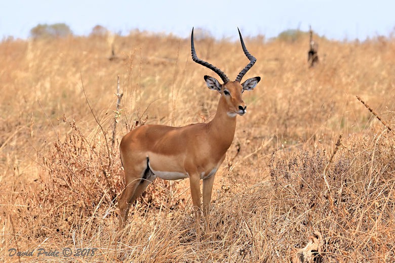 Impala