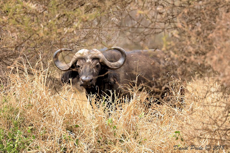 African Buffalo