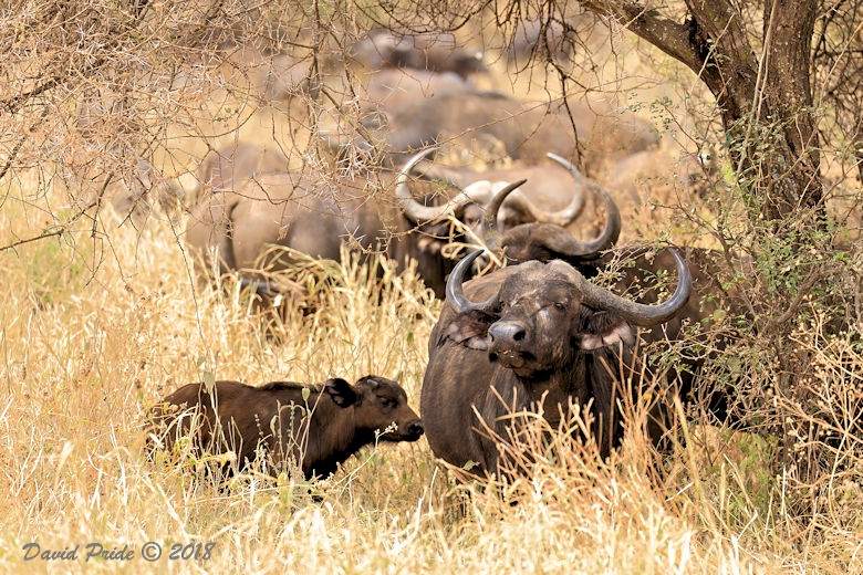 African Buffalo