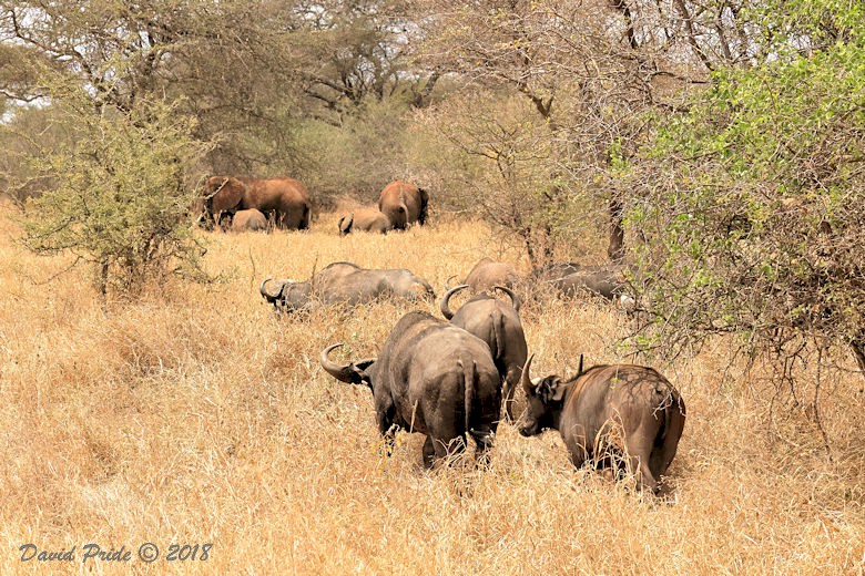 African Buffalo