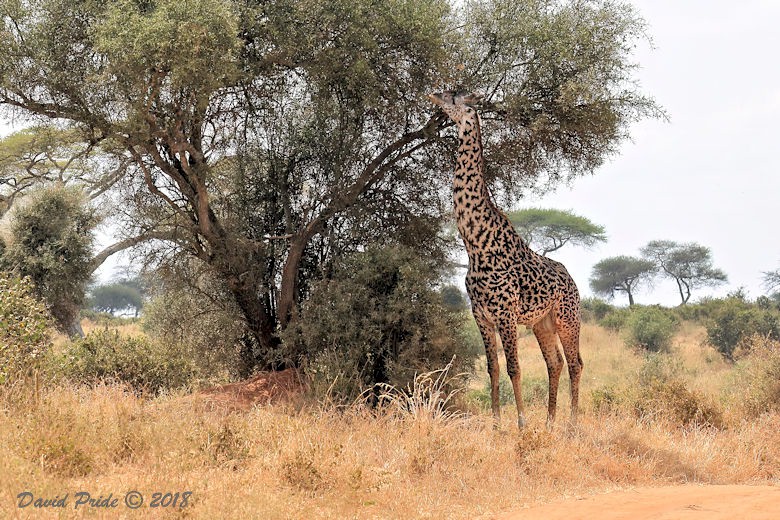 Masai Giraffe