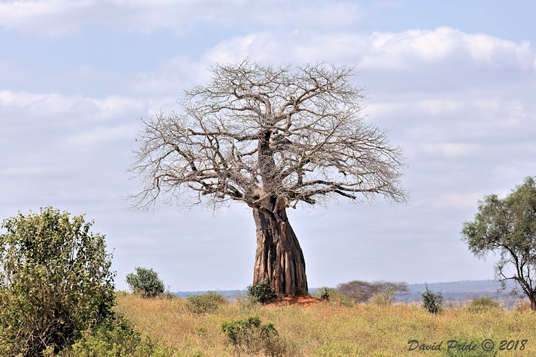 Baobab