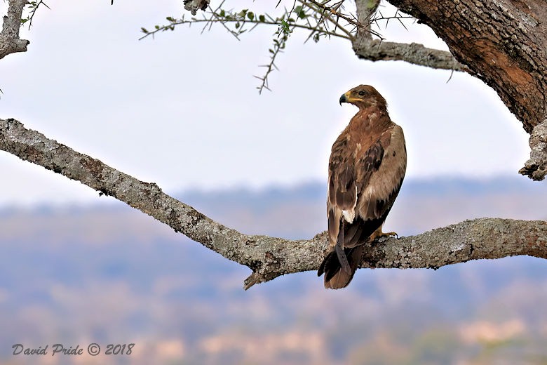 Tawny Eagle