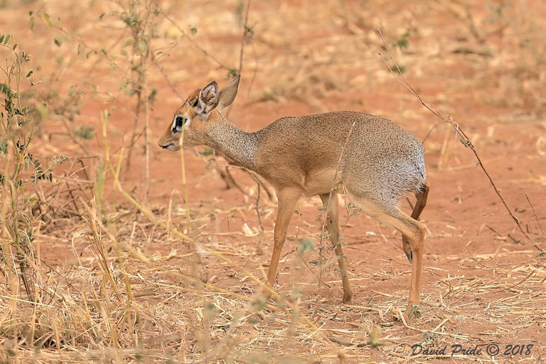 Dik-dik