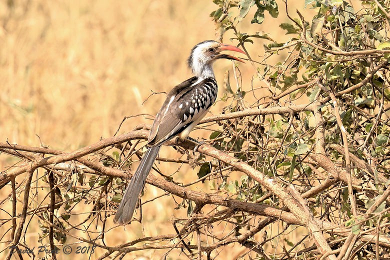 Red-billed Hornbill