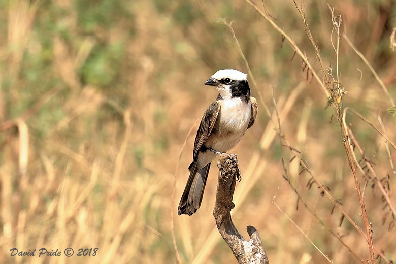 Southern White-crowned Shrike