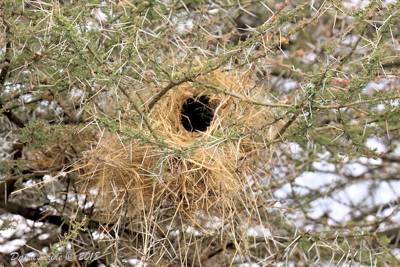 Buffalo Weaver Nest