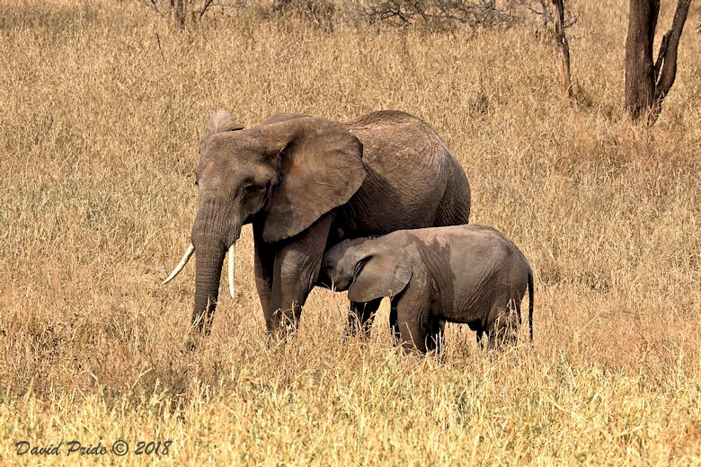 African Elephant