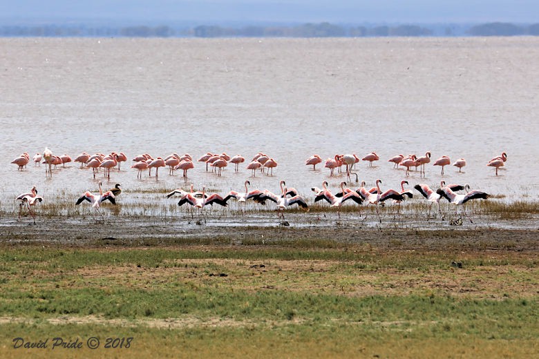 Lesser Flamingos