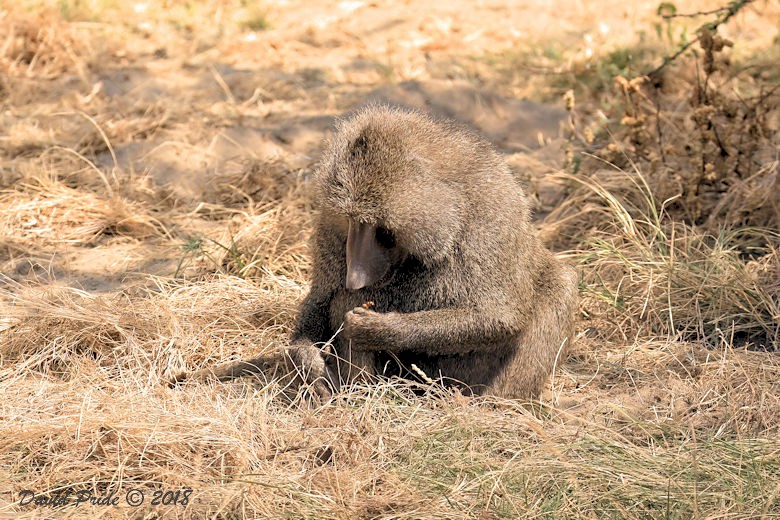 Olive Baboon