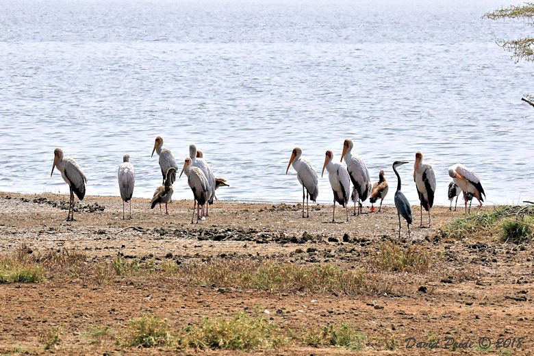 Yellow-billed Stork