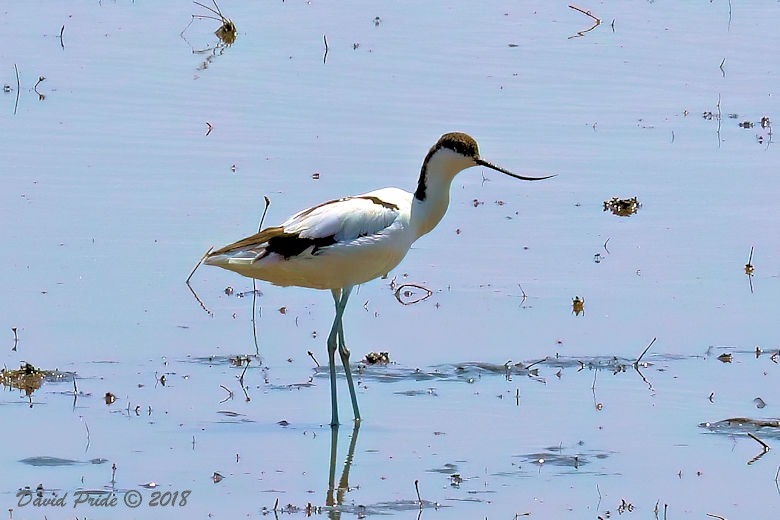 Pied Avocet