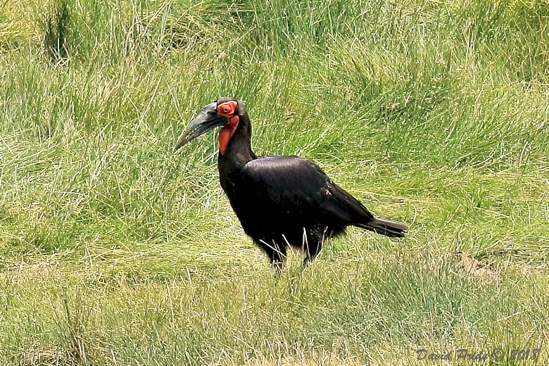 Southern Ground Hornbill