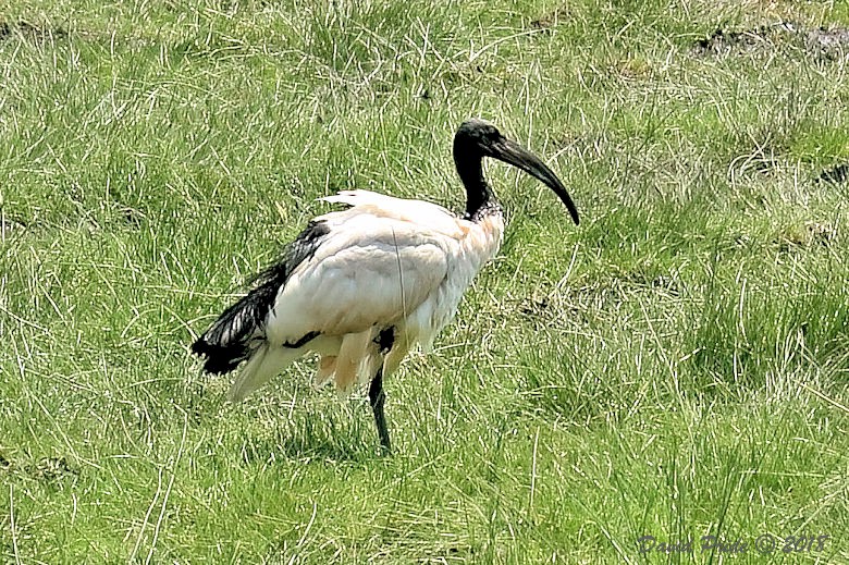 African Sacred Ibis