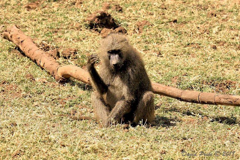 Olive Baboon