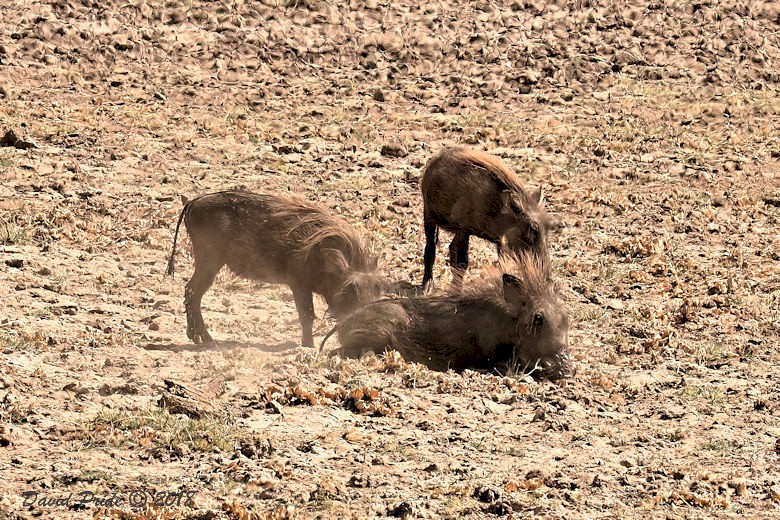 Central African Warthog