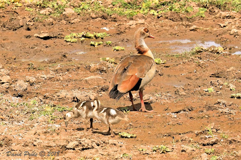 Egyptian Goose