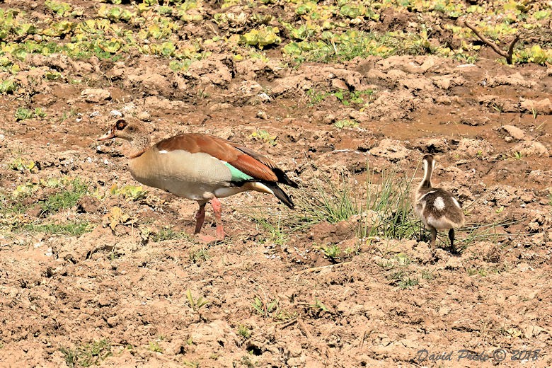 Egyptian Goose