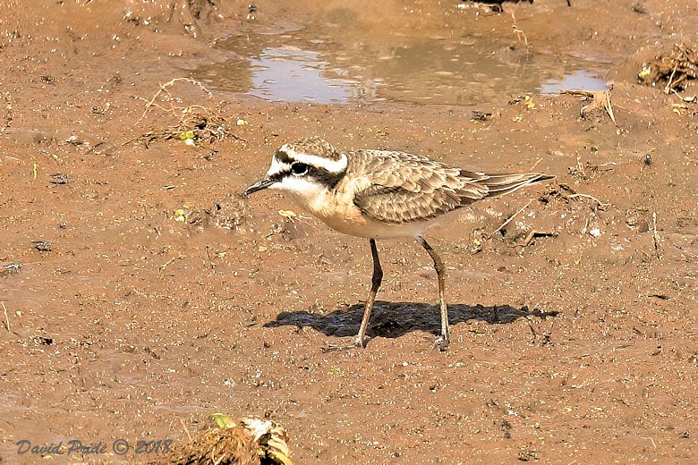 Kittlitz’s Plover