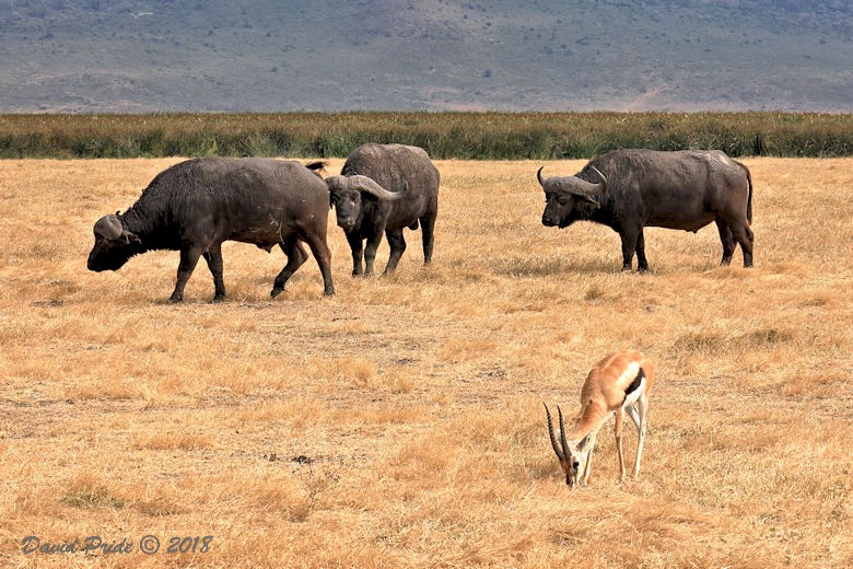 African Buffalo and Thomson's gazelle