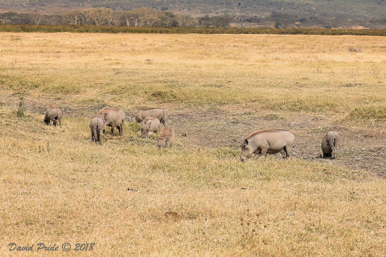 Central African Warthog