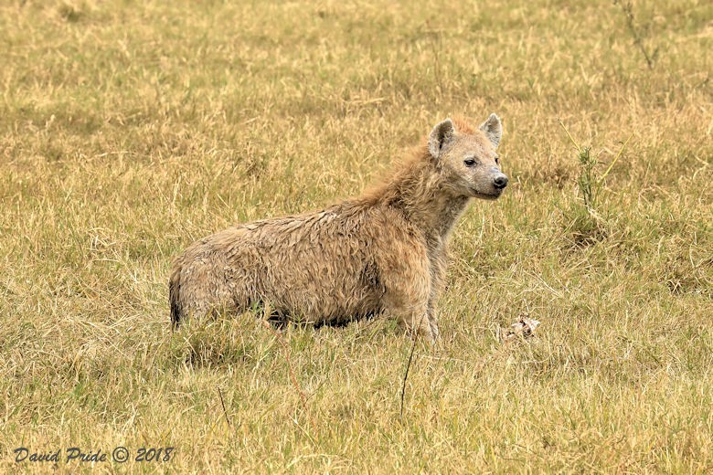 Spotted Hyena