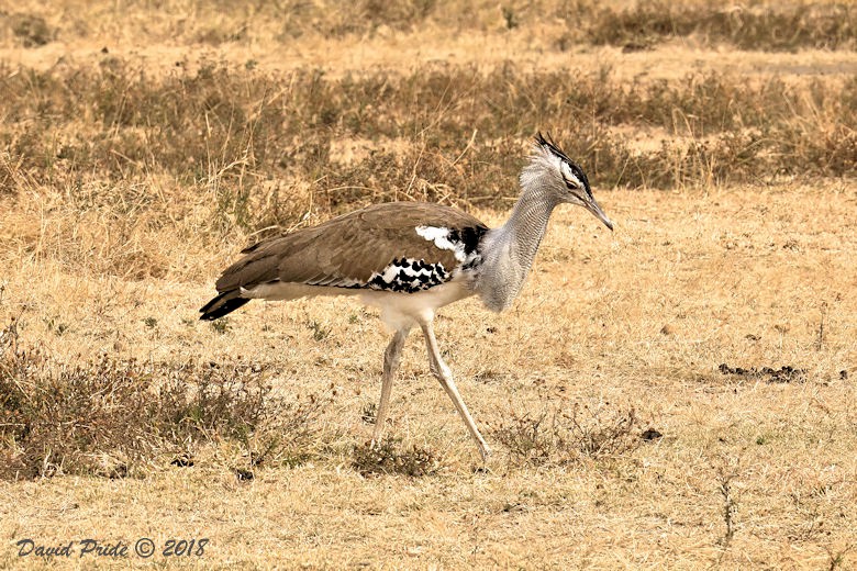 Kori Bustard