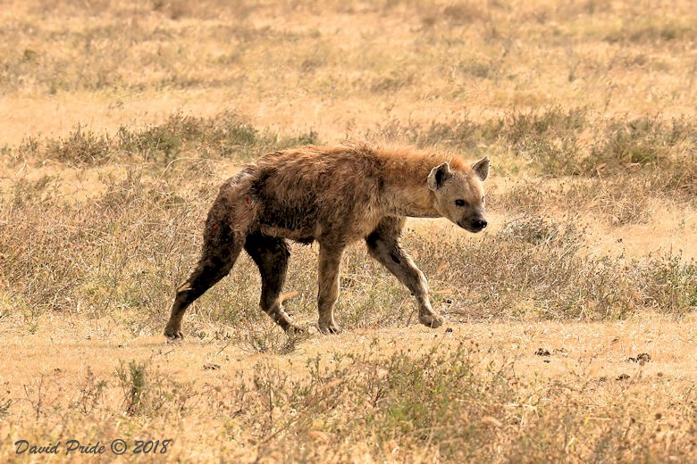 Spotted Hyena