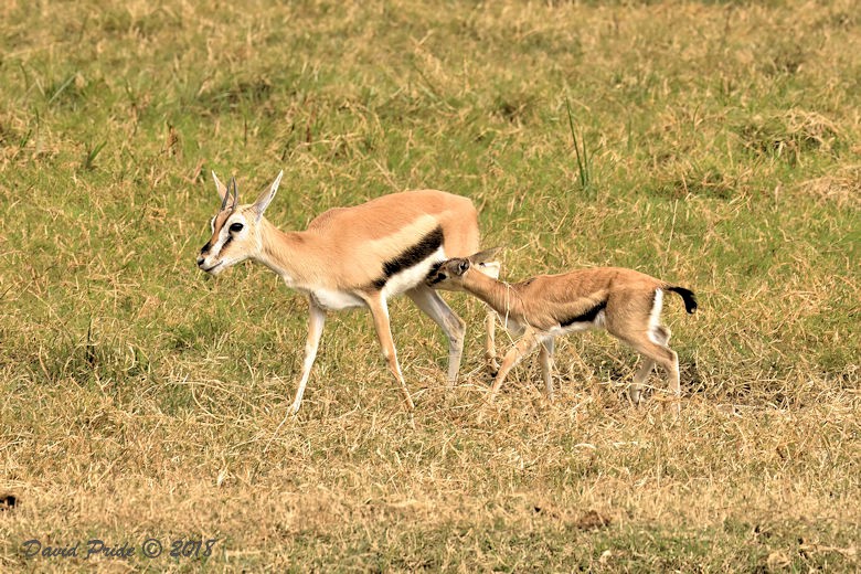 Thomson's Gazelle