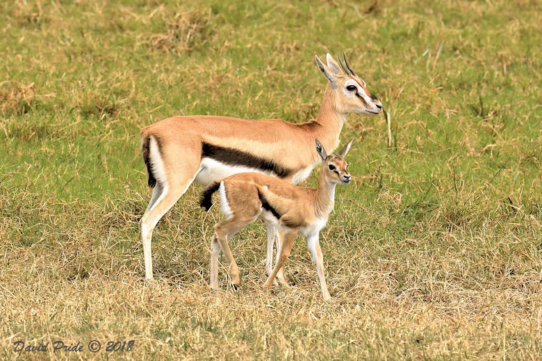 Thomson's Gazelle