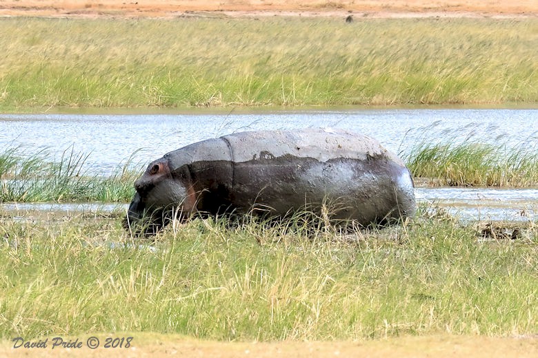 Hippopotamus